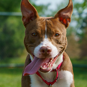 Team Page: HSHV Volunteers